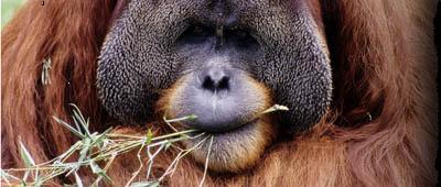 Pongo abeli male captive eating bamboo